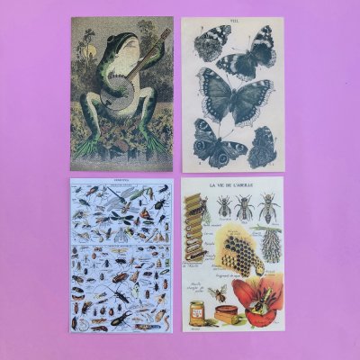 Bogaras békás képeslap csomag