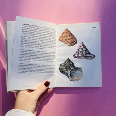 Trópusi csigák, kagylók búvár zsebkönyv