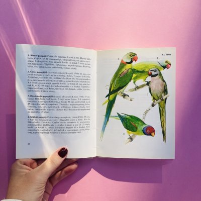 Díszmadarak búvár zsebkönyv