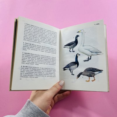 Madarak 2. zsebkönyv